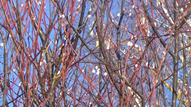 Весна, весна! смотреть онлайн