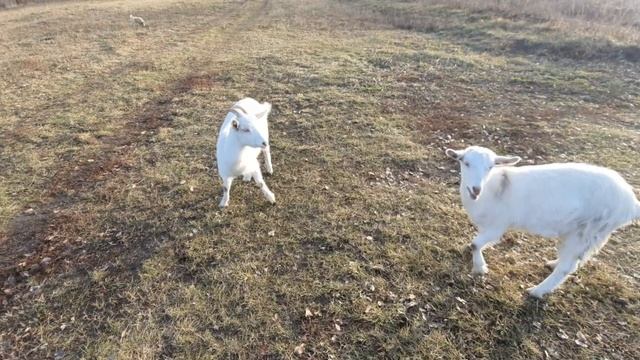 КАБАНИЙ ГАРЕМ#ДЕЛА В ХОЗЯЙСТВЕ# ДЕРЕВЕНСКАЯ ЖИЗНЬ # смотреть онлайн