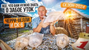 Забой утки ЧЕРРИ-ВЕЛЛИ и СК 6: сроки забоя, вес тушки. Сезон-2024. 🦆💀👀🔪️🕰️📊 «Мое Подворье»