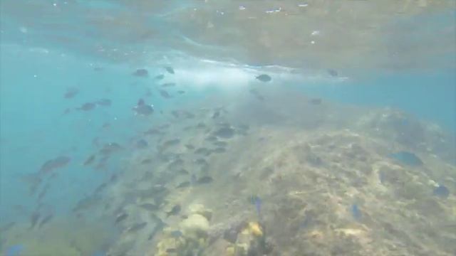 Snorkeling Снорклинг в Малайзии