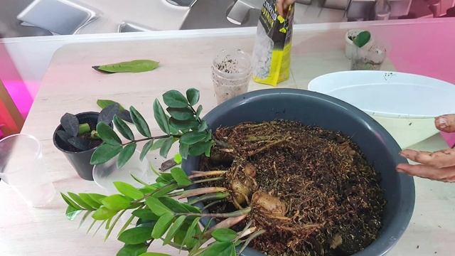 замиокулькас уход,полив,пересадка.Zamioculcas zamiifolia смотреть онлайн