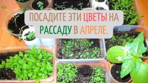 Посадите эти цветы на рассаду в апреле.?