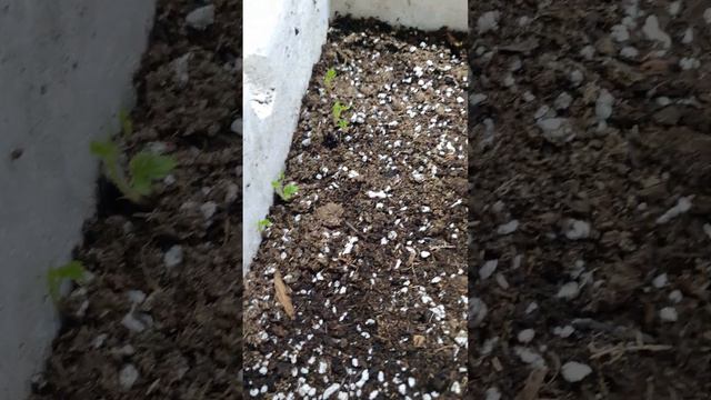 Проращивание Ежевики в промышленном маштабе) смотреть онлайн