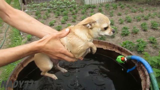 Рубрика" Животные" - Мотя учиться плавать. смотреть онлайн