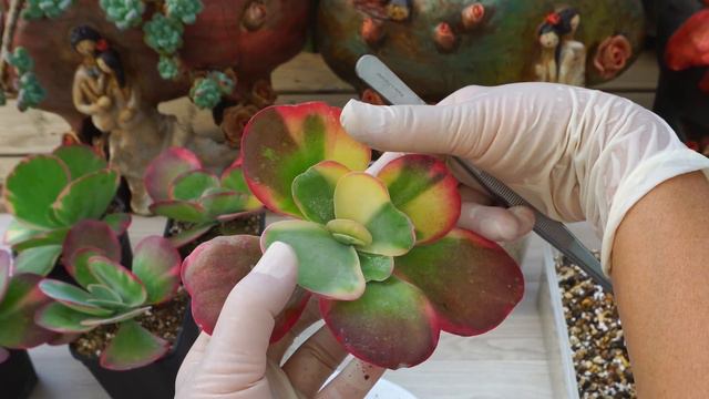 (ENG)다육이 접시로 분갈이를 한다고요???!! 재활용 해봅시다!!D.I.Y Potter's Wheel for Succulents!?(多肉植物)(たにくしょくぶつ) смотреть онлайн