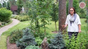 Выбираем голубую ель для своего сада