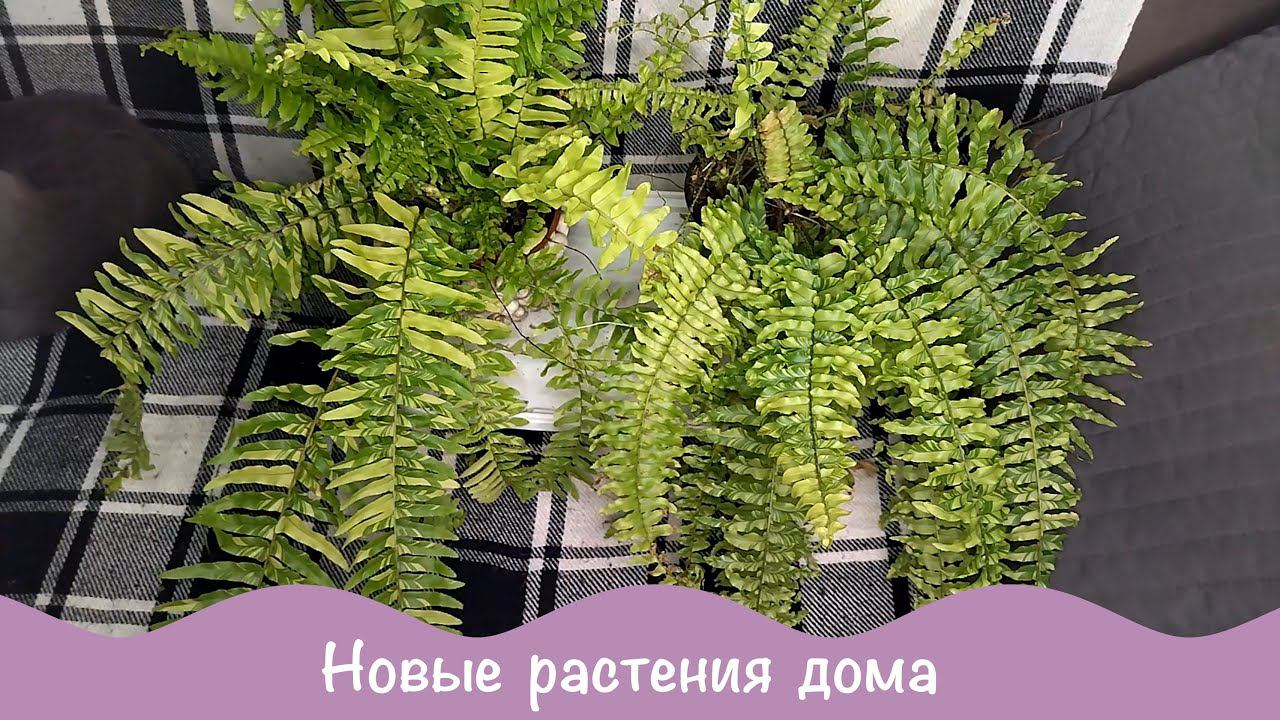 Про цветы. Новинки в коллекции. Афеландра белая. Нефролепис Тигр.