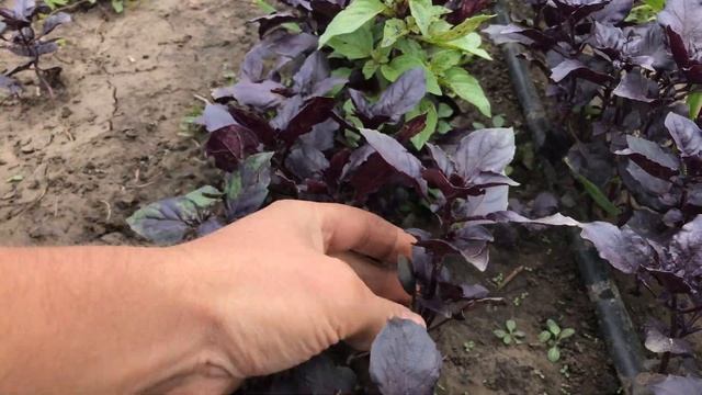 Базилик осенью -  БИЗНЕС или ПРОВАЛ ?