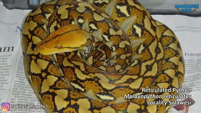 25 Jenis Ular Python dan Boa di Indonesia, Bonus Macam-macam Locality Retic смотреть онлайн