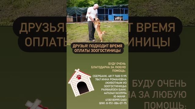 Поможем бездомышам? ❤️ смотреть онлайн