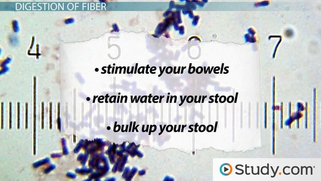 How Fiber is Digested by the Body смотреть онлайн