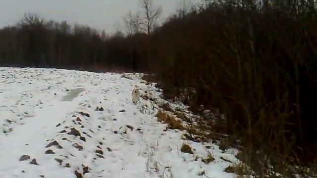 Среднеазиатская овчарка Спринтер ) Алабай смотреть онлайн