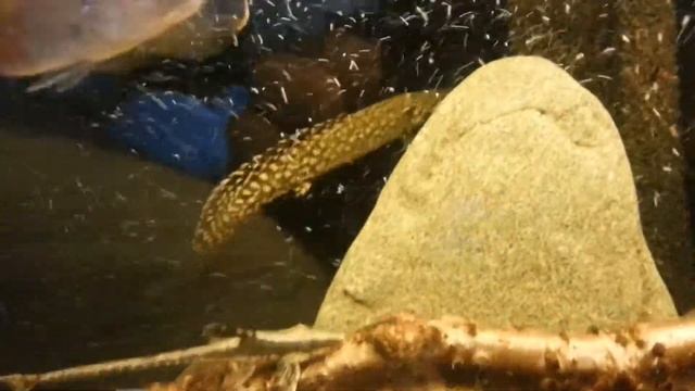 Полиптерус орнатипиннис. Polypterus ornatipinnis (Ornate bichir). (18-21.01.2016) смотреть онлайн