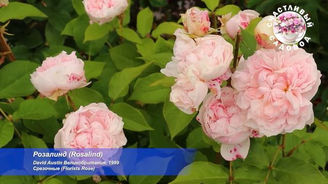 РОЗЫ ДЭВИДА ОСТИНА. ШЕДЕВРЫ МИРОВОЙ СЕЛЕКЦИИ РОЗ. ОБЗОР ЛУЧШИХ СОРТОВ РОЗ. смотреть онлайн