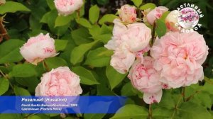 РОЗЫ ДЭВИДА ОСТИНА. ШЕДЕВРЫ МИРОВОЙ СЕЛЕКЦИИ РОЗ. ОБЗОР ЛУЧШИХ СОРТОВ РОЗ.