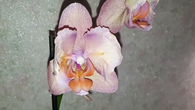 Мои новые орхидеи.Посадка в скорлупу кедрового ореха.Моя первая бабочка. 28.11.2018г #10 смотреть онлайн