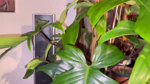 my #Philodendron Pedatum with #DIY coco coir pole смотреть онлайн