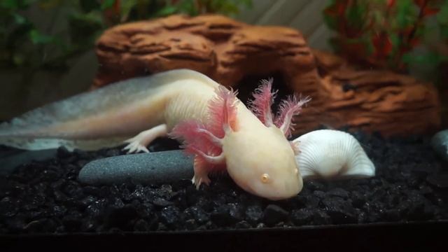 Аксолотль. Как содержать аксолотля, чем кормить смотреть онлайн