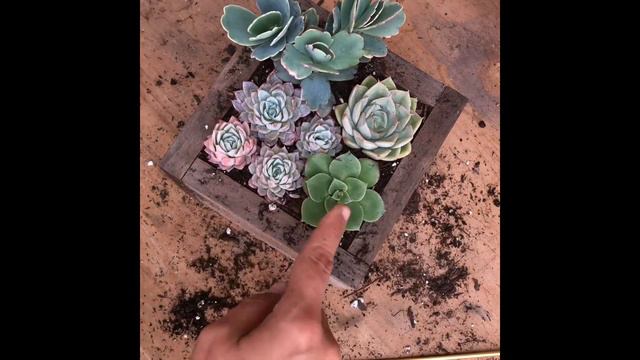 Succulent Box Arrangement