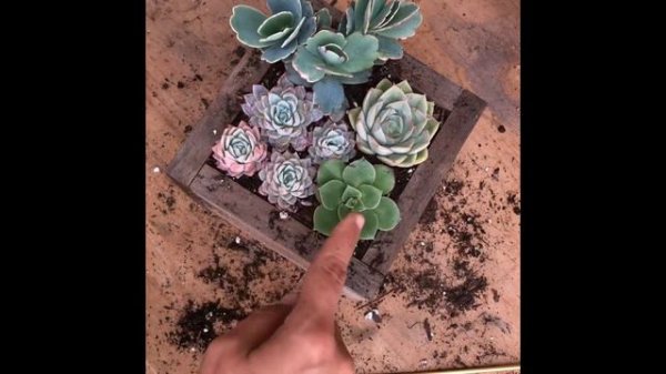 Succulent Box Arrangement