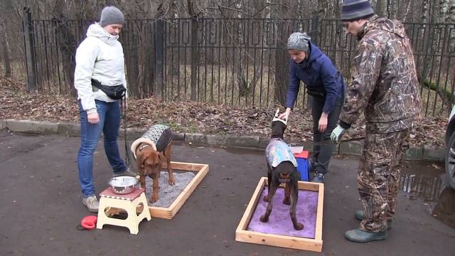 Риджбек и доберман, приучение к работе вопреки желанию играть друг с другом смотреть онлайн