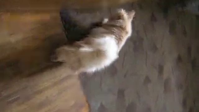 Кот Бинечка, турецкая ангора смотреть онлайн