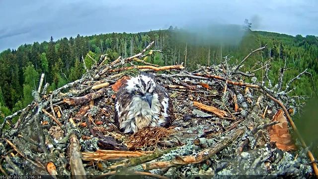 28.05.2022 Скопа Иво и Ирис. Первенец - Osprey Ivo and Iris. The firstborn смотреть онлайн