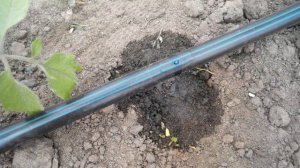 Капельный полив в теплице