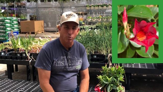 Mandevilla Vine | Tropical Flowering Vine | Indoor or Outdoor смотреть онлайн