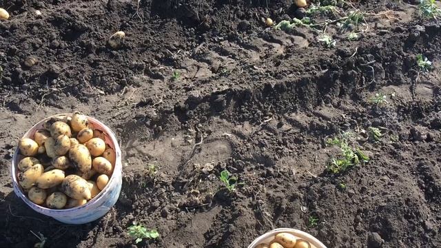 Про мой огород и не только.На картошку, как на праздник!Конец августа 2022г. смотреть онлайн