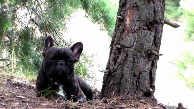 24 часа в сосновом лесу. Поход с другом смотреть онлайн