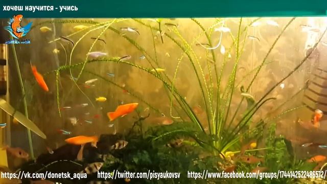 Черный барбус, аквариумистика для всех, как разводить рыбок, как ухаживать смотреть онлайн