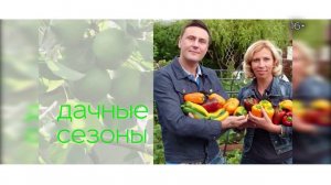 Как посадить нарциссы и тюльпаны? Агротехника выращивания батата.