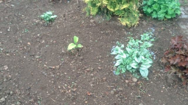 56.Мои цветы и цветники. смотреть онлайн