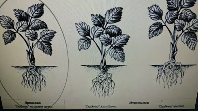 КЛУБНИКА(ЗЕМЛЯНИКА САДОВАЯ) .Любимица всех. смотреть онлайн