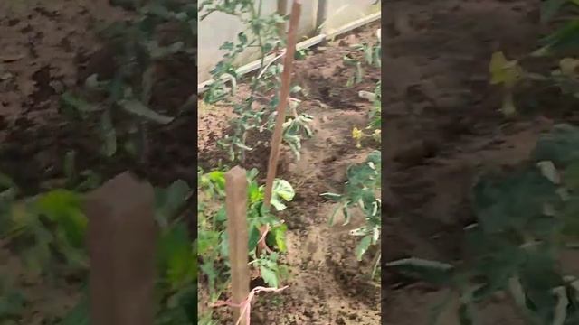 На даче! #дача #дачныйвлог #сезон2023 #огородныедела смотреть онлайн