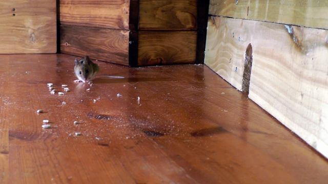 Videos for Cats ~ Mouse in The House ? A Video for Cats to Watch Mice ? 8 HOURS смотреть онлайн