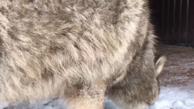 Таежный Волк радуется снегу. Парк северных Волков в Санкт-Петербурге смотреть онлайн