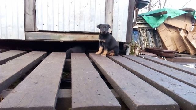 VID_20151119_144923 смотреть онлайн