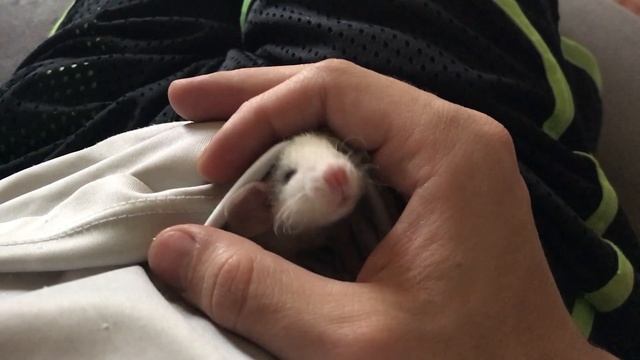 Comprando um rato twister (Dumbo Roan Rex) смотреть онлайн