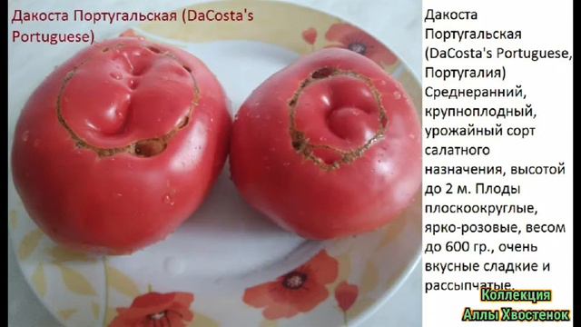 Коллекционные томаты сезон 2020 смотреть онлайн