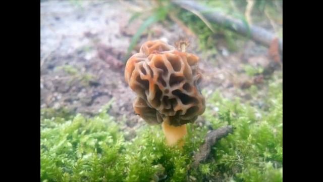 Boletus Pinophilus, Kaskabeltz & Colmenillas Morchellas y algún perretxiko, ziza mayo de 2016 смотреть онлайн
