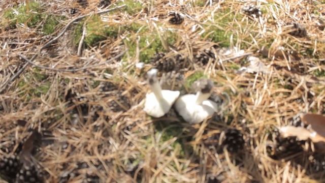 Сама смачна з рядовок \ рядовка штрихувата смотреть онлайн