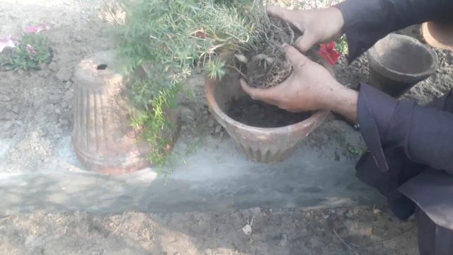 How to grow asparagus fern How to divide camplintes guide and care tips смотреть онлайн