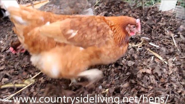 Домашние куры несушки у нас в саду (Back garden hens) смотреть онлайн