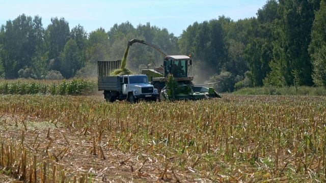 Claas Jaguar 850! КамАЗ! ГАЗ! Уборка кукурузы на силос! смотреть онлайн