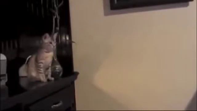 КОТЫ И НОСКИ СБОРКА смотреть онлайн