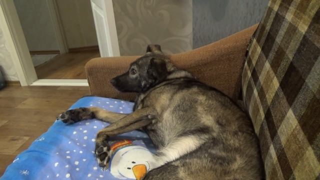 Как дела у Никиного хвоста? (лечение опухоли на хвосте)