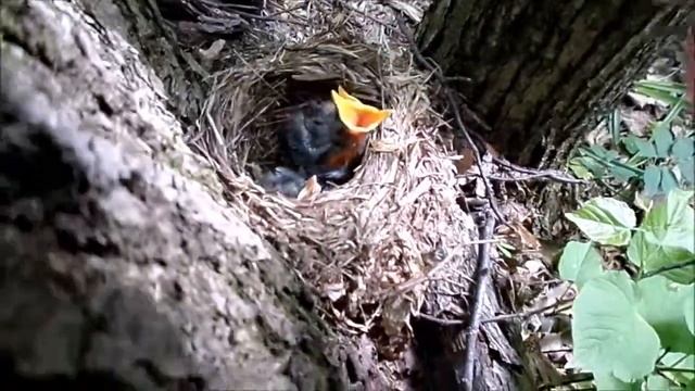 Нашли гнездо, похоже скворцы, пытаемся заменить мамашу. смотреть онлайн