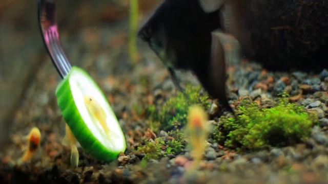 Золотой анциструс L144 смотреть онлайн